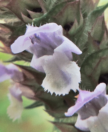 Prunella vulgaris (lamiaceae)